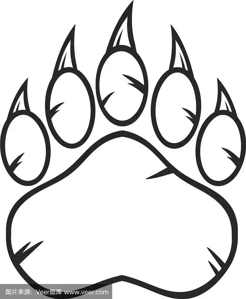 黑色和白色的熊掌和爪子