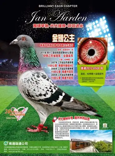 雄通种鸽---金翅公主