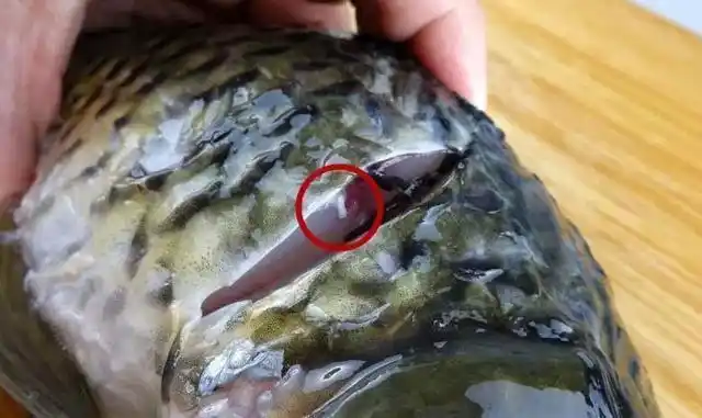 鱼身上的"鱼腥线"是什么,能吃吗?很多人想错了,今天告诉你!