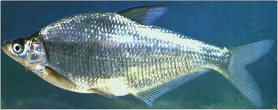 长春鳊是黑龙江,松花江名产"三花五罗"之一花——鳊花