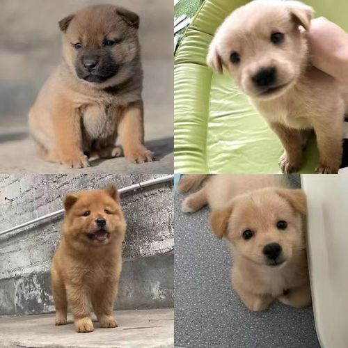 中华田园犬便宜小白狗幼崽农村小土狗黄狗幼犬可爱小花狗活体黑狗