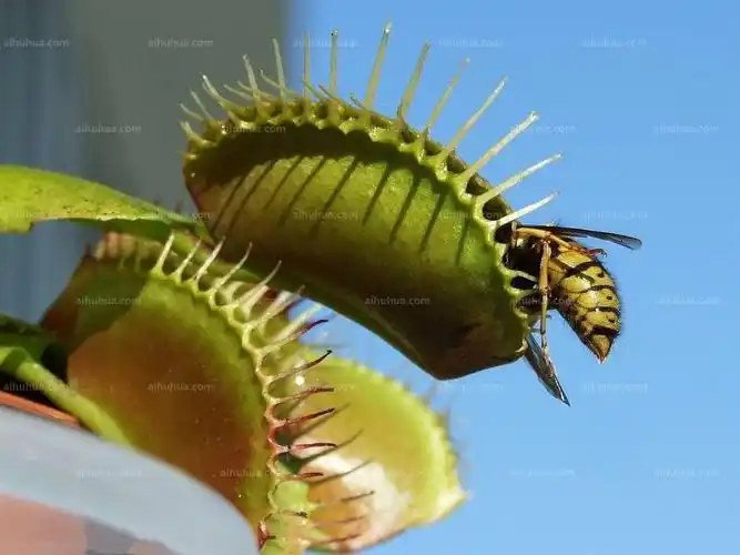 捕蝇草图片