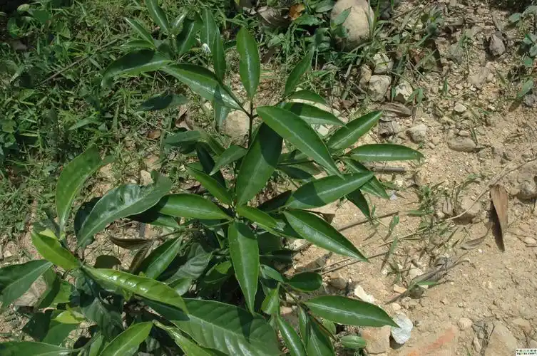 黄根的生境地理