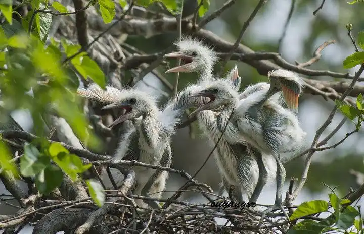 嗷嗷待哺(幼白鹭)1