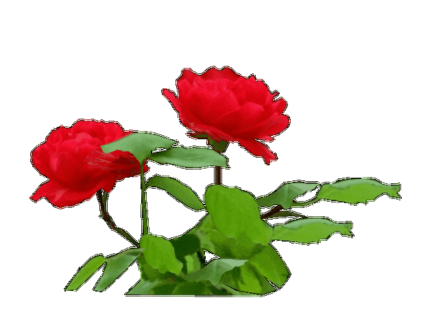 650_487gif 动态图 动图