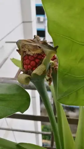 芋头开花红果果这个能吃吗好吃吗怎么吃