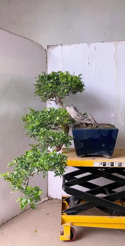 捞月士九里香盆景