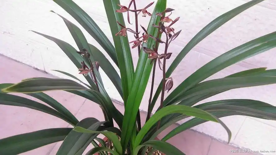 北方如何养殖墨兰