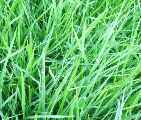 p>紫羊茅(学名: i>festuca rubra /i> l.