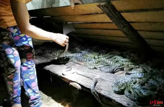 33岁女子"与蛇共舞",养蛇年销2000条年入20多万