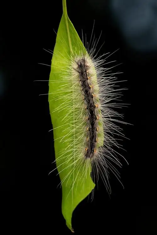 柳树上的美国虫子