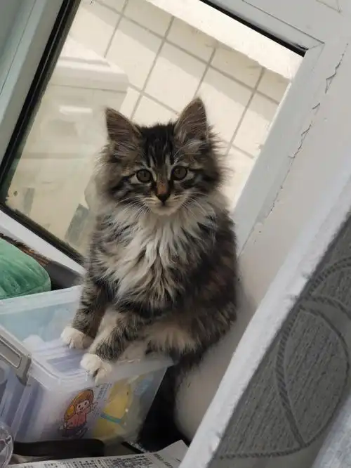 家银们帮我看看这是缅因猫还是狸花猫