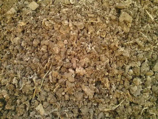 纯干鸡粪块100无杂质无沫