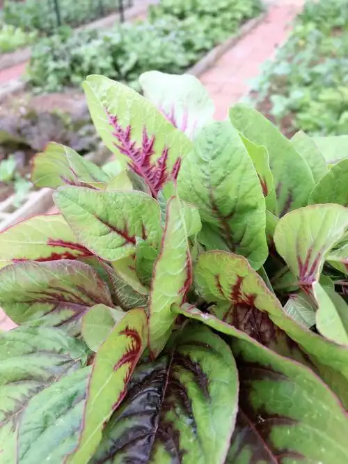 天冷了摘把红苋菜煲汤温暖自己.