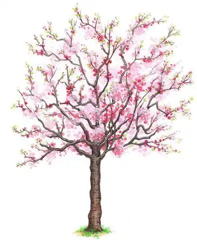 桃树的简笔画 桃树的简笔画怎么画