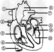 下图是人体心脏结构模式图,据图回答问题.