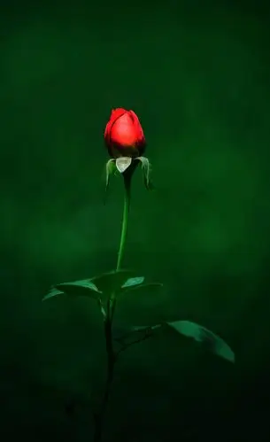 含苞欲放一枝花