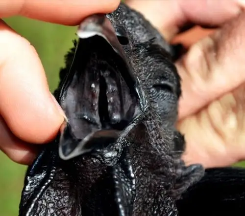 西马尼乌鸡的舌头口腔全是黑色.