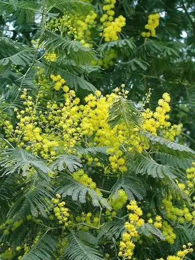 请教此豆科植物学名
