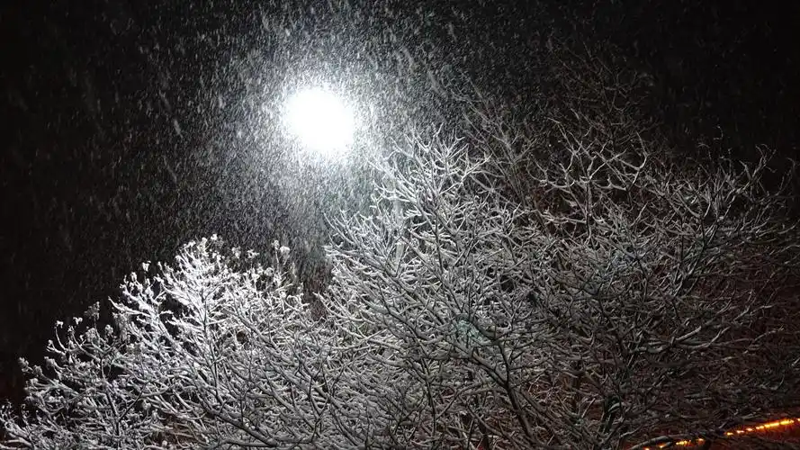 神二雪景之夜梅花爱雪雪不知开在雪中做情痴芳心醉