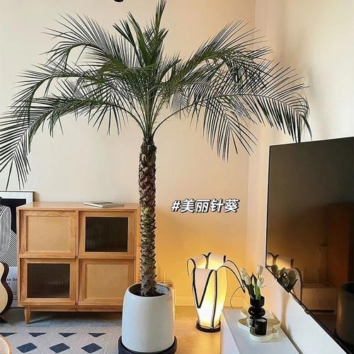 针葵盆栽大型植物室内办公室除甲醛针叶葵北净化空气绿植盆景网红