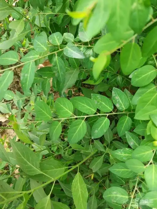 雀儿舌头,大戟科