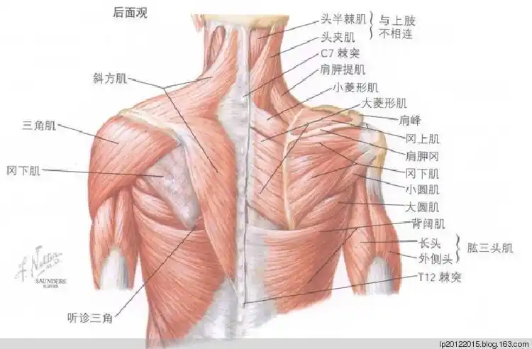 肩部肌群训练法则(二)