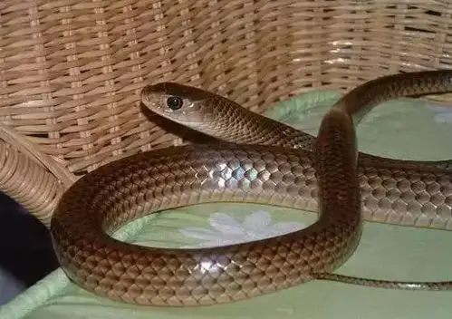 三索蛇,可能就是有的地方钓鱼人说的三线蛇,也是无毒.