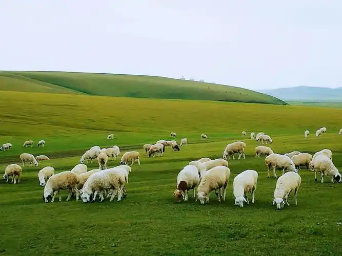 草原上吃草的羊