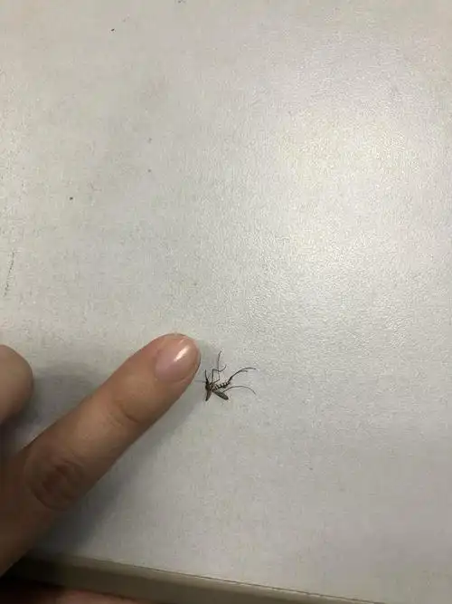 在办公室打死了一只巨型蚊子真的好大慎入