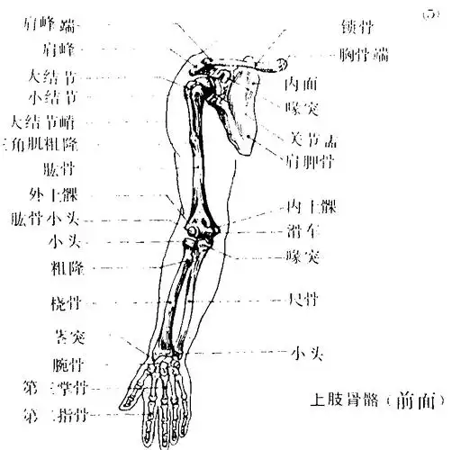 后有肩胛骨;上臂有肱骨;前臂内有尺骨,外有桡骨;手部骨骼有腕,掌,指等