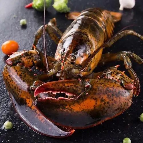 波士顿龙虾新鲜鲜活冷冻大龙虾酒店采购 波龙1只1斤十墨鱼仔400g1包