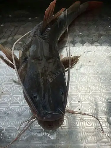 像是鲶鱼,塘角鱼之类的一种,胡子及长