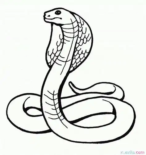 简笔画动物画法蛇
