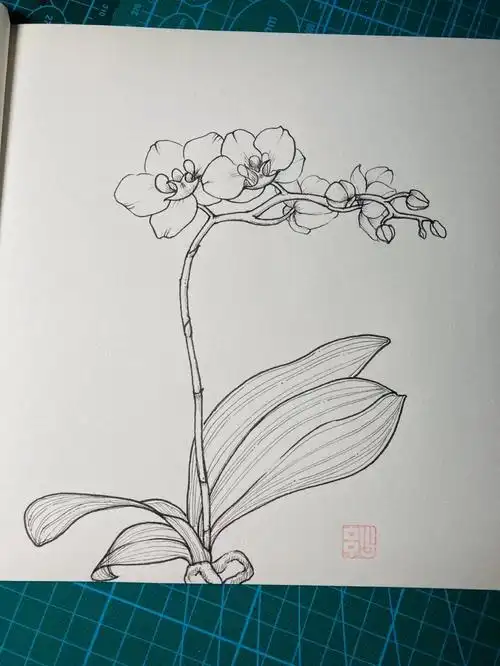 我的绘画成长史# #画画# #针管笔手绘# #蝴蝶兰# #钢笔画# #每日一画