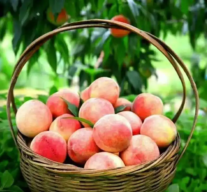 "四季仙果"串珠成链,上虞模式乡村蝶变