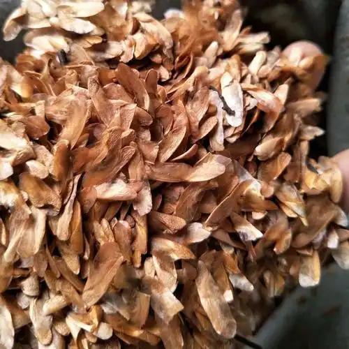 丰阳韵香椿种子 芽苗菜种子 源头直供 一手货源 量大从优