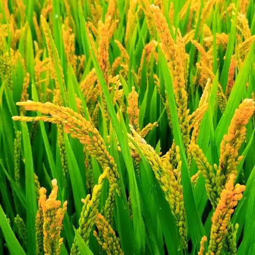 秋意浓稻谷金黄