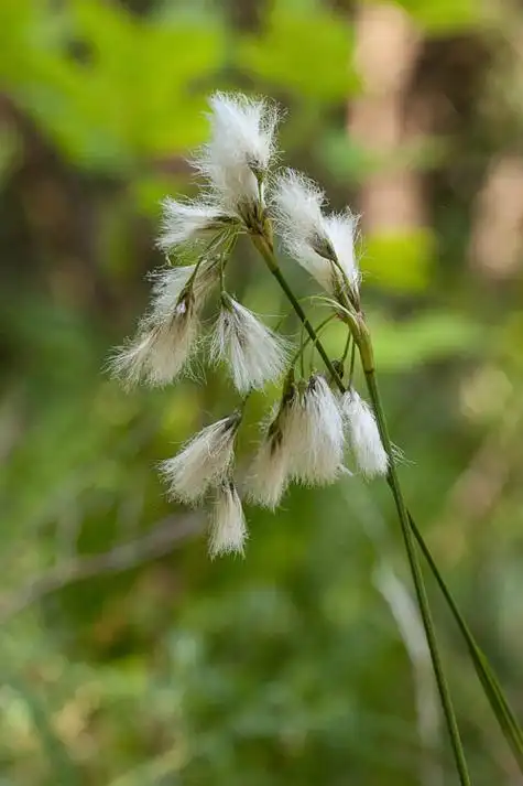 p>薄叶羊胡子草,学名eriophorum viridicarinatum (engelm.) fern.