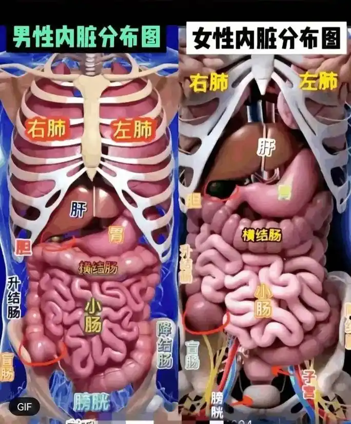 肝脏的位置图 - 抖音