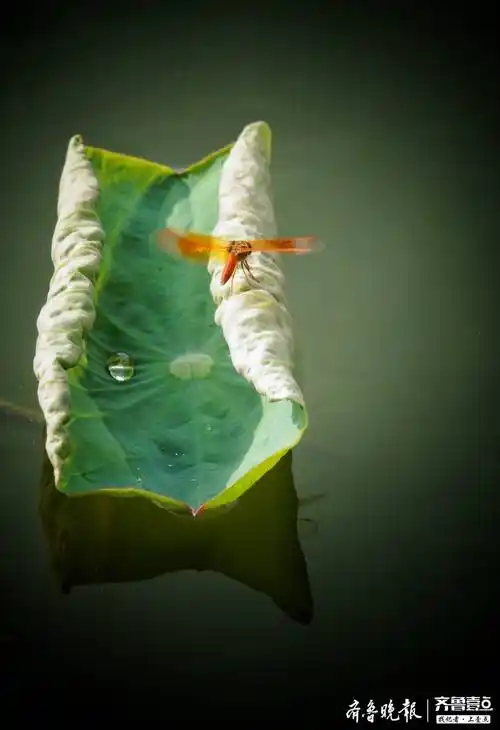 阳光下一只小蜻蜓飞到荷叶上休息