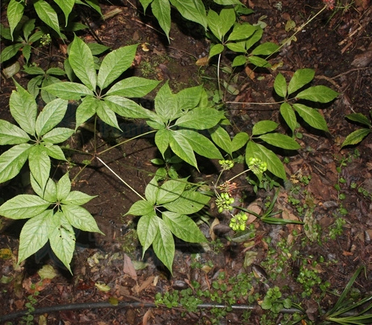 p>姜状三七(学名: i>panax zingiberensis  /i>c. y. wu et k. m.