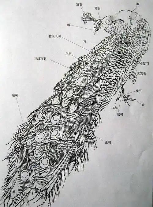 工笔开屏孔雀画法,值得一看!