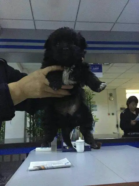 请问这是什么狗狗,一身是黑色的,胸是白色毛,尾巴较短,下面有狗狗的