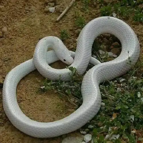 白化赤链蛇
