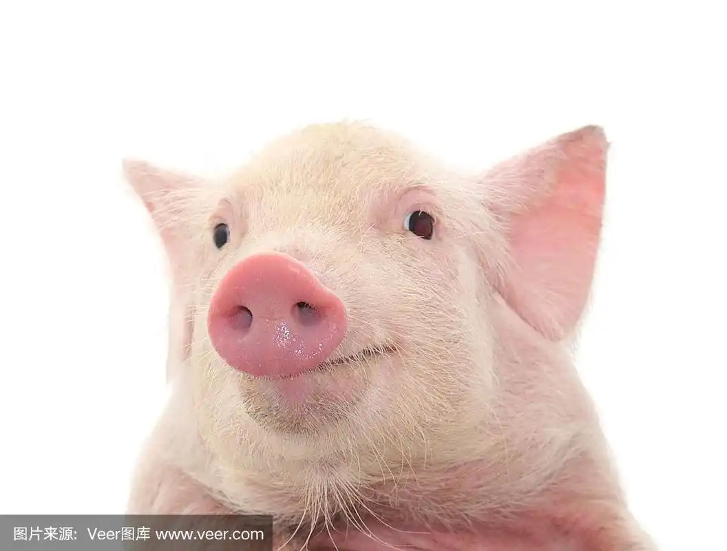 一个年轻的猪的脸在白色的背景上的特写