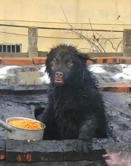 20张搞笑图片哪一张是你的宅在家的搞笑源泉