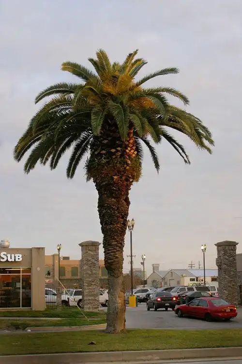 photo: 110palmtree | triptoneworleans2008 album