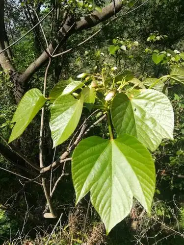 桐子的叶子还可以用来蒸玉米叶儿粑.你见过么?