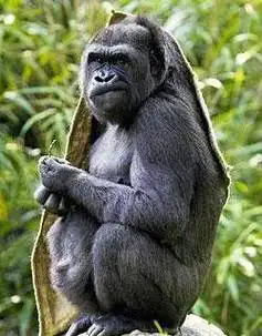 彪悍大猩猩突然吐舌头卖萌,游客都不禁感叹:这都快成精了_网友_人们